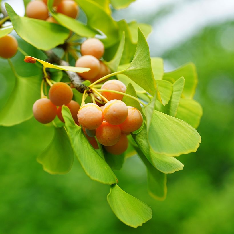 Ginkgo biloba (Samen) - Fächerblattbaum (Ernte)