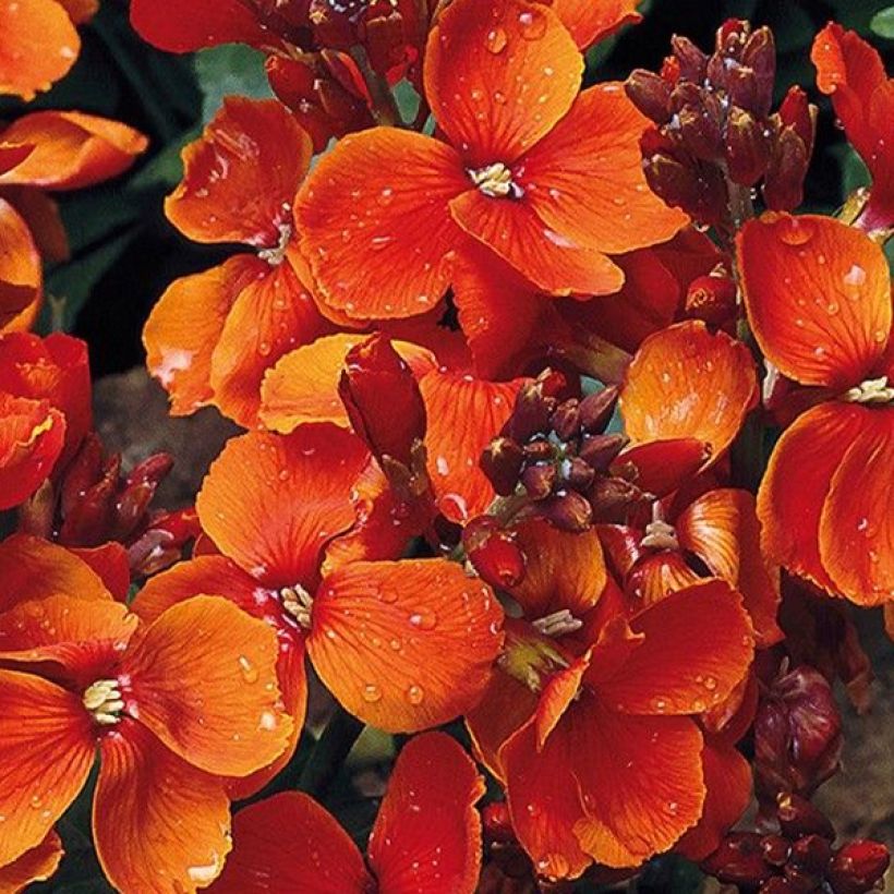 Garten-Goldlack Bedder Scarlet (Samen) - Erysimum (Blüte)