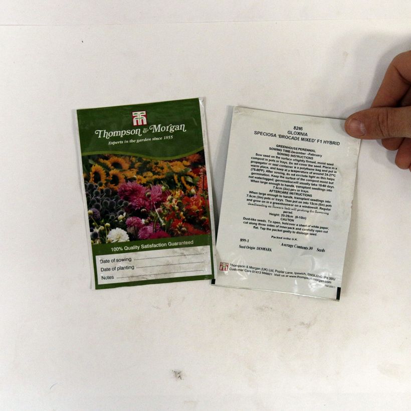 Beispiel eines Exemplars von Gloxinia speciosa Brocade Double Mixed F1 Hybrid (Samen) die Tüte mit 30 Samen wie geliefert