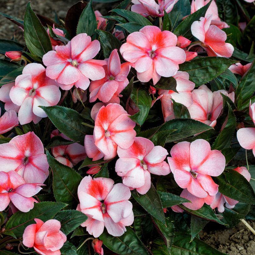 Fleißige Lieschen Florific Sweet Orange Mixed (Samen) - Impatiens (Blüte)