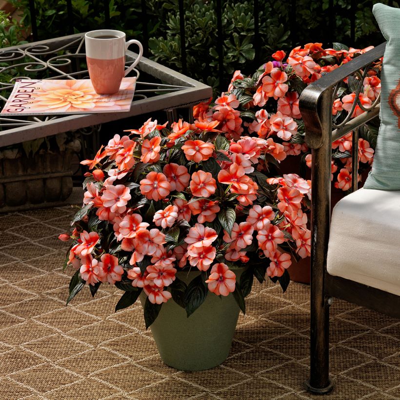 Fleißige Lieschen Florific Sweet Orange Mixed (Samen) - Impatiens (Hafen)