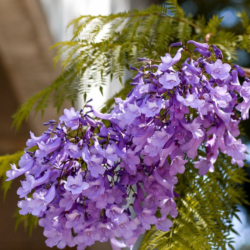 Jacaranda mimosifolia (Samen) - Palisanderholzbaum (Blüte)
