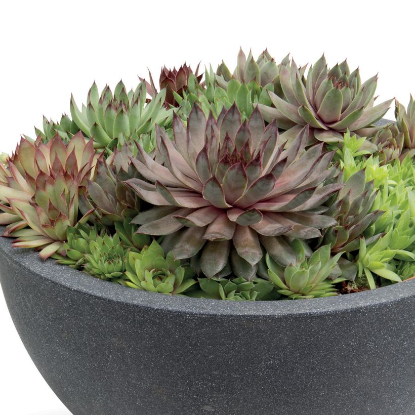 Hauswurz Hippie Chicks (Pillierte Samen) - Sempervivum (Hafen)