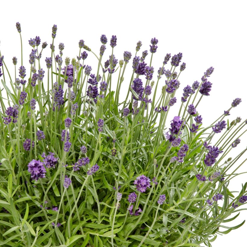 Lavandula Cleo-Patio Blue (Samen) - Echter Lavendel (Blüte)