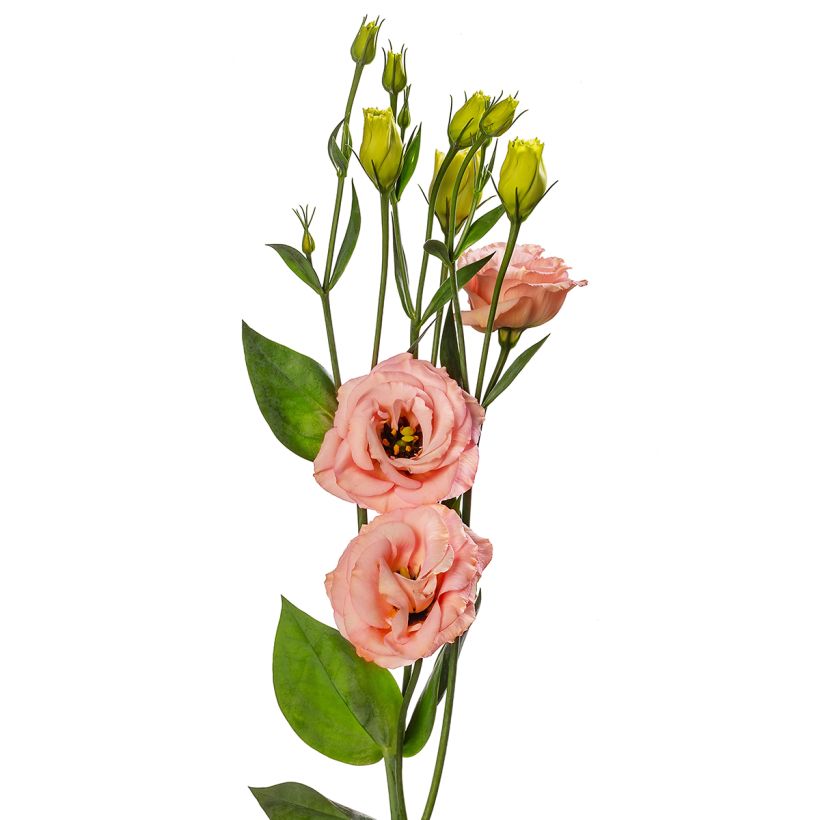 Lisianthus F1 LisAdora Apricot III (pillierte samen) - Prärie-Enziane (Blüte)