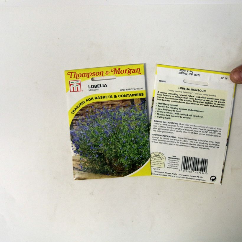 Beispiel eines Exemplars von Lobelia erinus pendula Monsoon (Samen) - Lobelie die Tüte mit 650 Samen wie geliefert