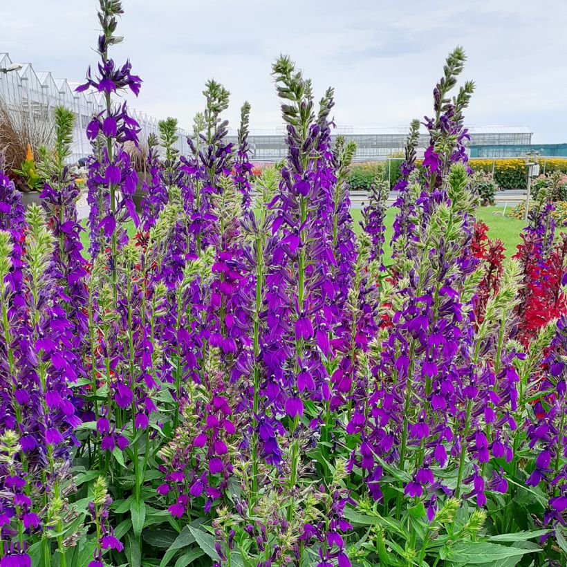 Prachtlobelie Starship Blue (Samen) - Lobelia speciosa (Hafen)