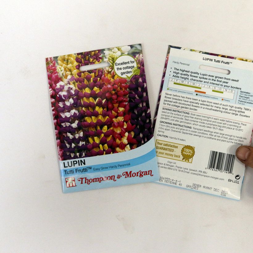 Beispiel eines Exemplars von Vielblättrige Lupine Tutti Frutti (Samen) die Tüte mit 40 Samen wie geliefert