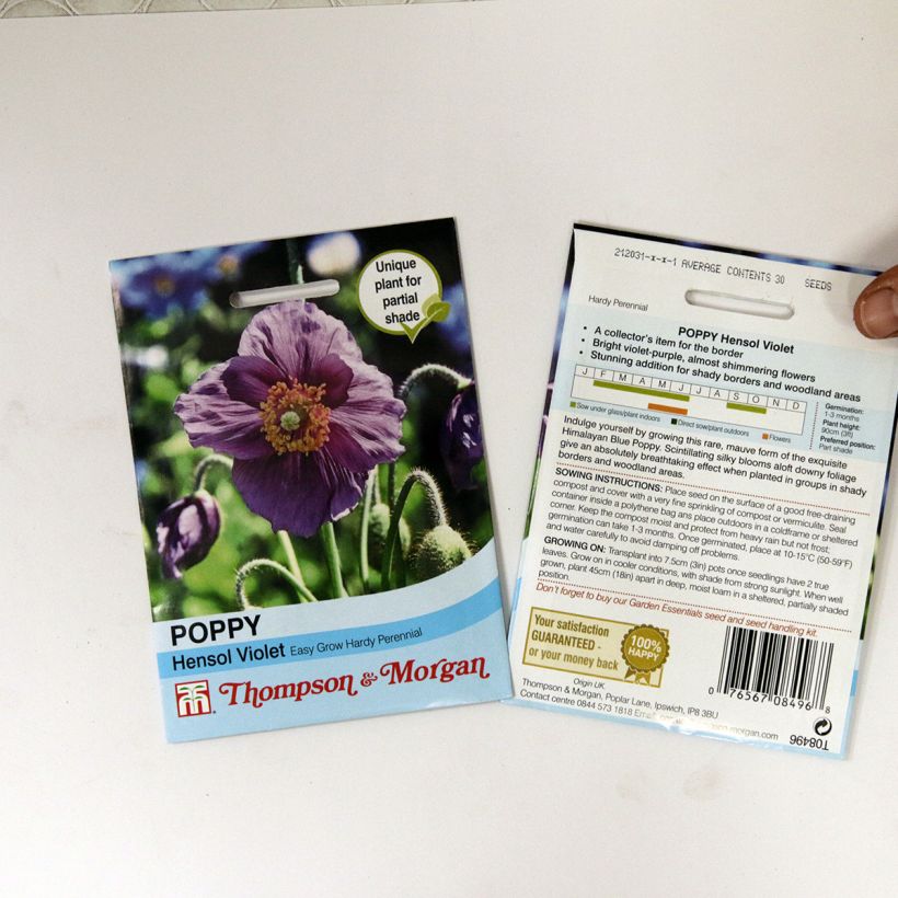 Beispiel eines Exemplars von Meconopsis baileyi Hensol Violet (Samen) - Scheinmohn die Tüte mit 40 Samen wie geliefert