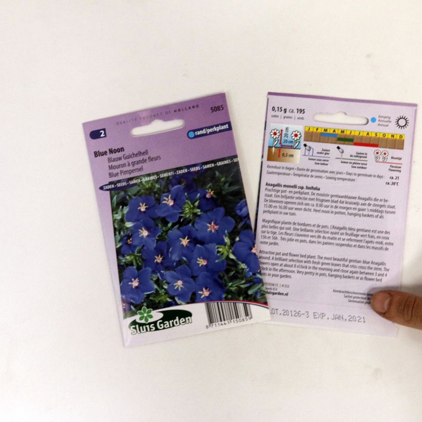 Beispiel eines Exemplars von Anagallis monelli subsp linifolia Blue Noon (Samen) - Leinblättriger Gauchheil die Tüte mit 250 Samen (0,2g) wie geliefert