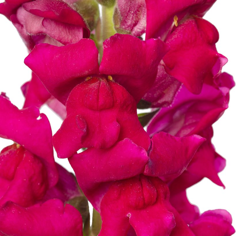 Löwenmäulchen F1 Orleans Lilac IV (Samen) - Antirrhinum majus (Blüte)