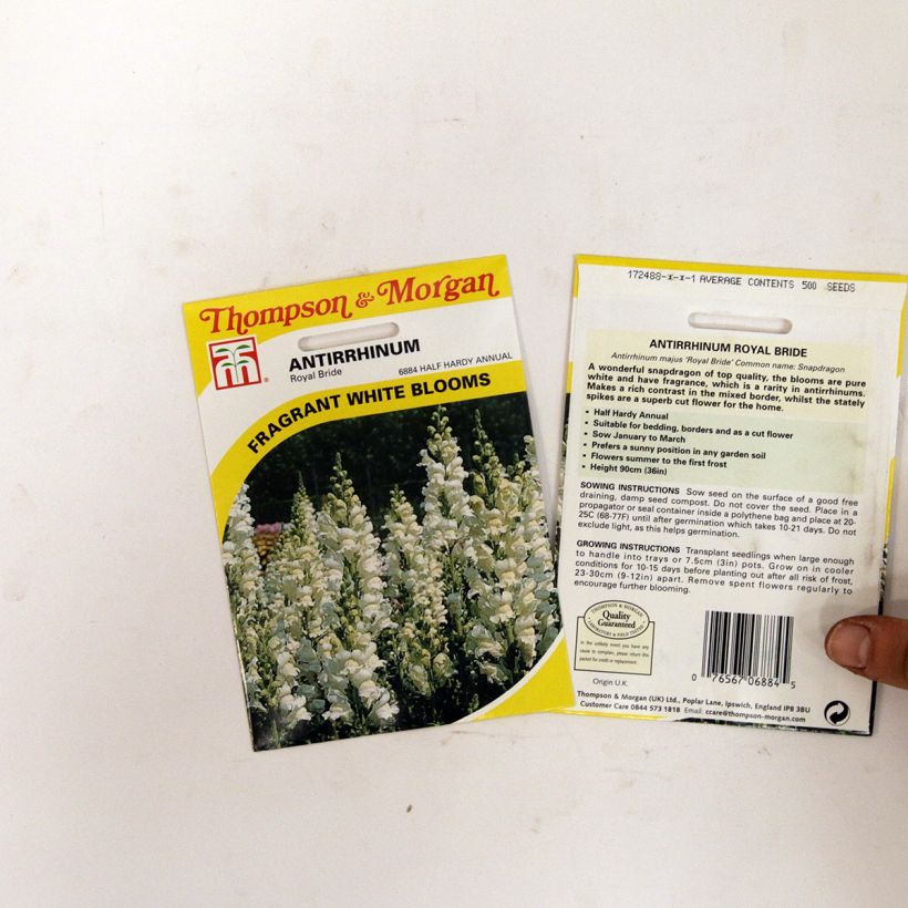 Beispiel eines Exemplars von Löwenmäulchen Royal Bride (Samen) - Antirrhinum die Tüte mit 2550 Samen (0,4g) wie geliefert