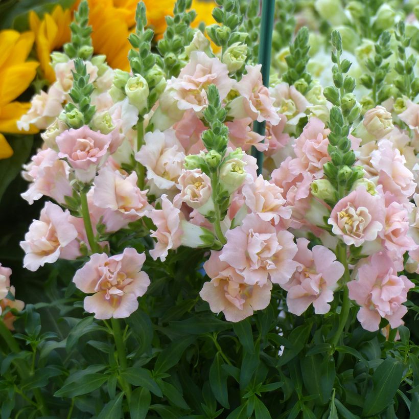 Löwenmäulchen  F1 Snapstar Champagne (Samen) - Antirrhinum (Blüte)