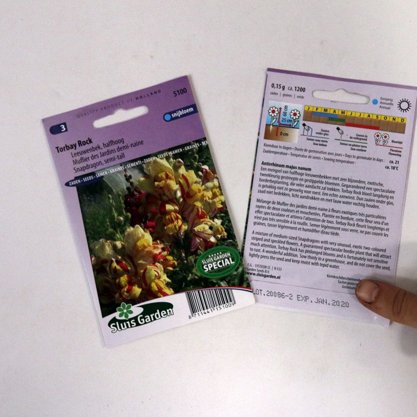 Beispiel eines Exemplars von Löwenmäulchen Torbay Rock (Samen) - Antirrhinum die Tüte mit 950 Samen (0,15g) wie geliefert