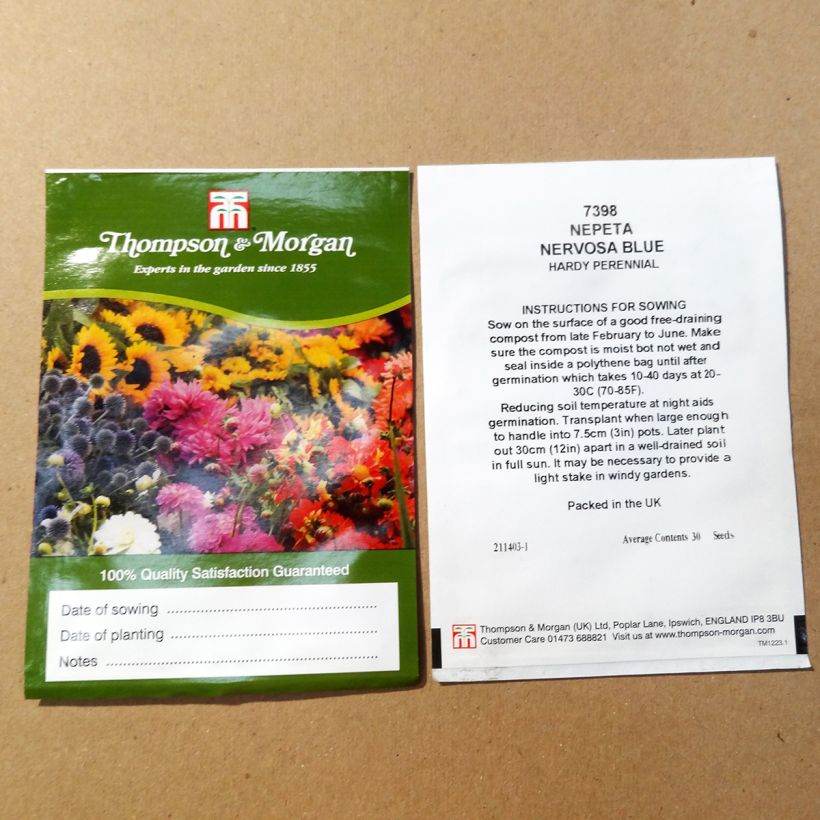Beispiel eines Exemplars von Geaderte Katzenminze Blue Moon (Samen) - Nepeta nervosa die Tüte mit 30 Samen wie geliefert