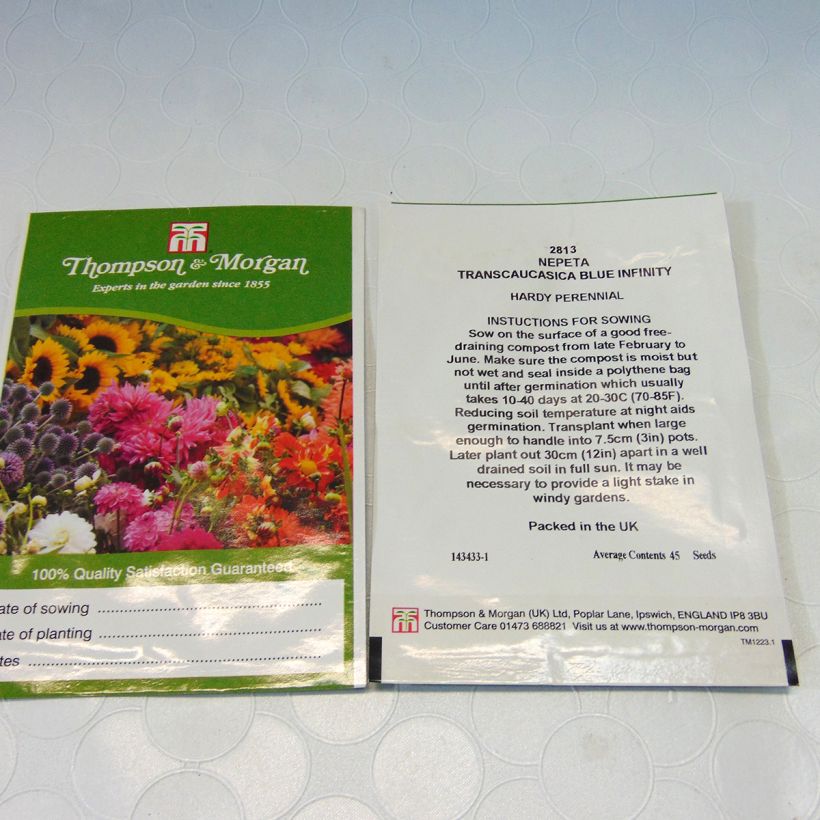 Beispiel eines Exemplars von Katzenminze Blue Infinity (Samen) - Nepeta transcaucasica die Tüte mit 45 Samen wie geliefert