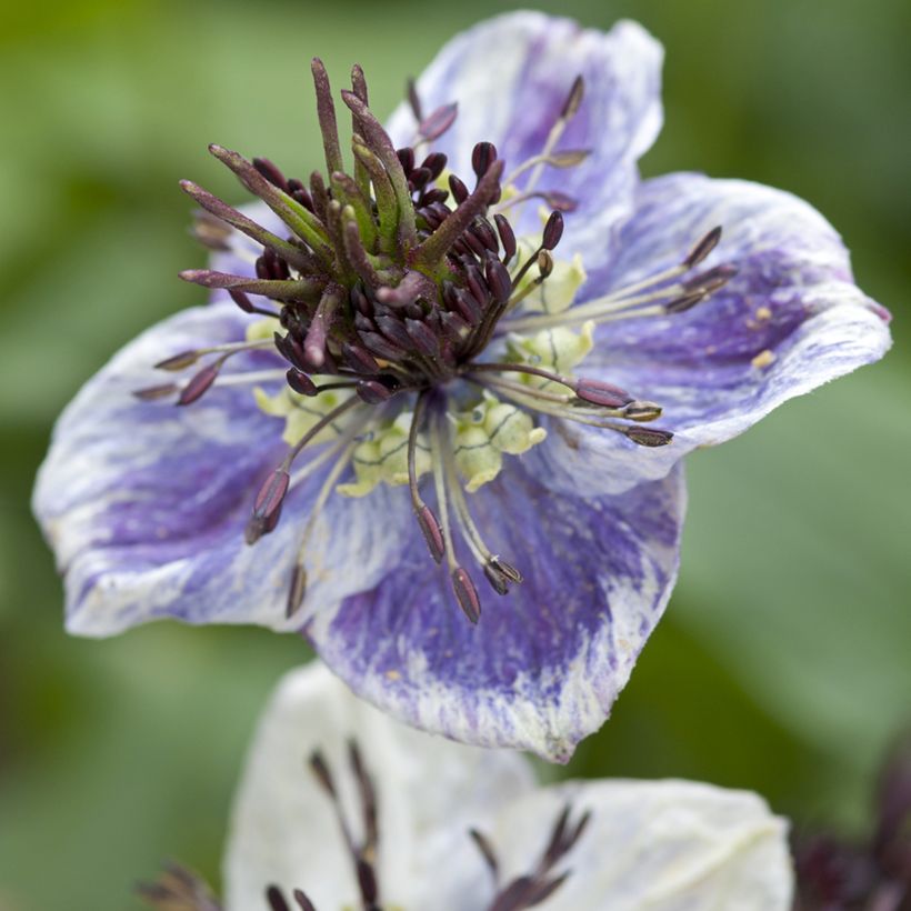 Nigella papillosa Delft Blue (Samen) - Schwarzkümmel (Blüte)