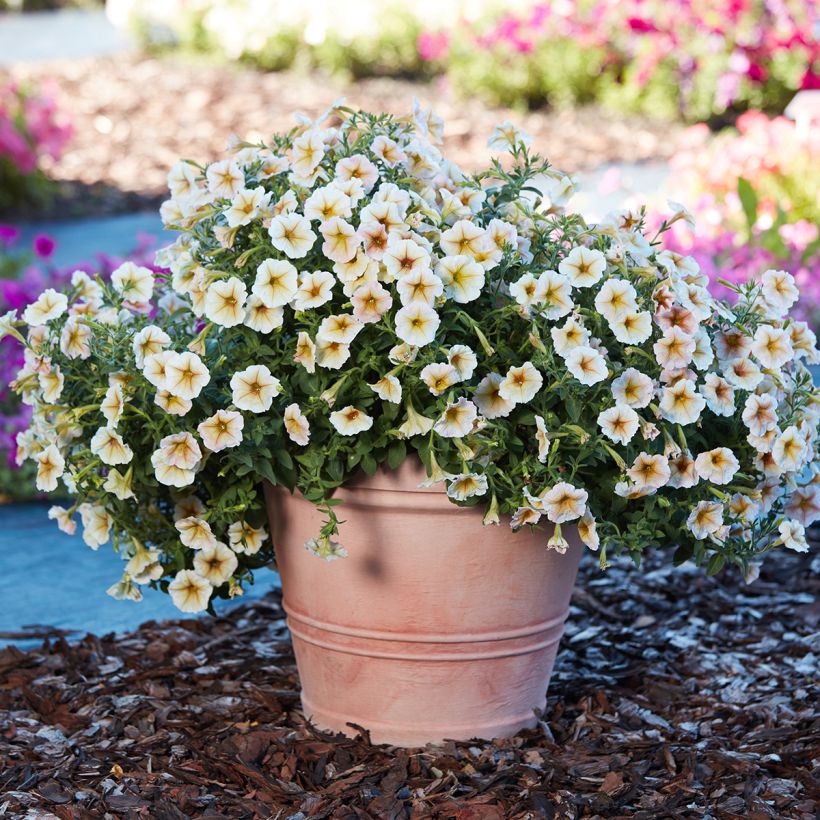Petunia Ingrid F1 (Pillierte Samen) (Wuchs)