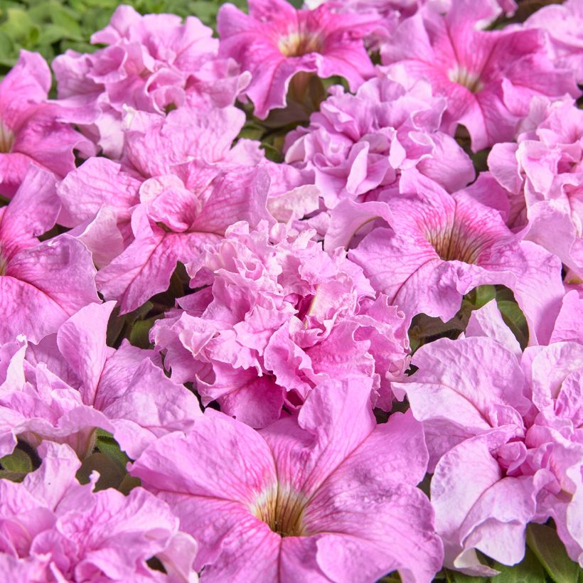 Petunia grandiflora Peace (Pillierte Samen) (Blüte)