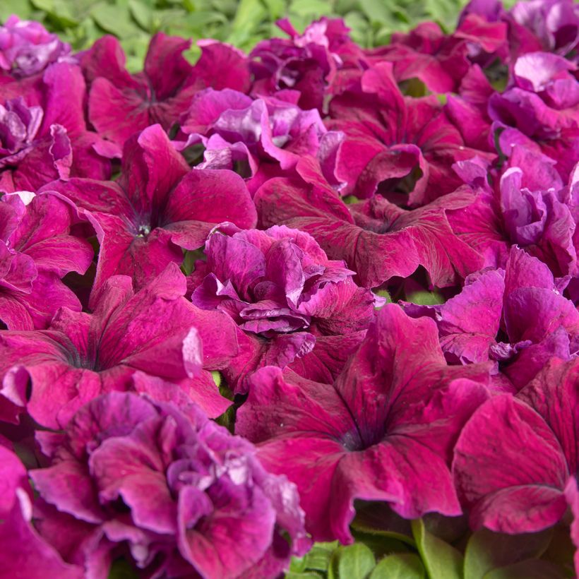 Petunia grandiflora Purple Dwarf (Pillierte Samen) (Blüte)