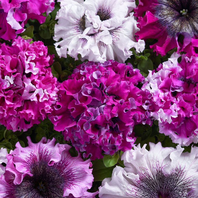 Petunia grandiflora Superbissima Cerny's Triumph (Pillierte Samen) (Blüte)