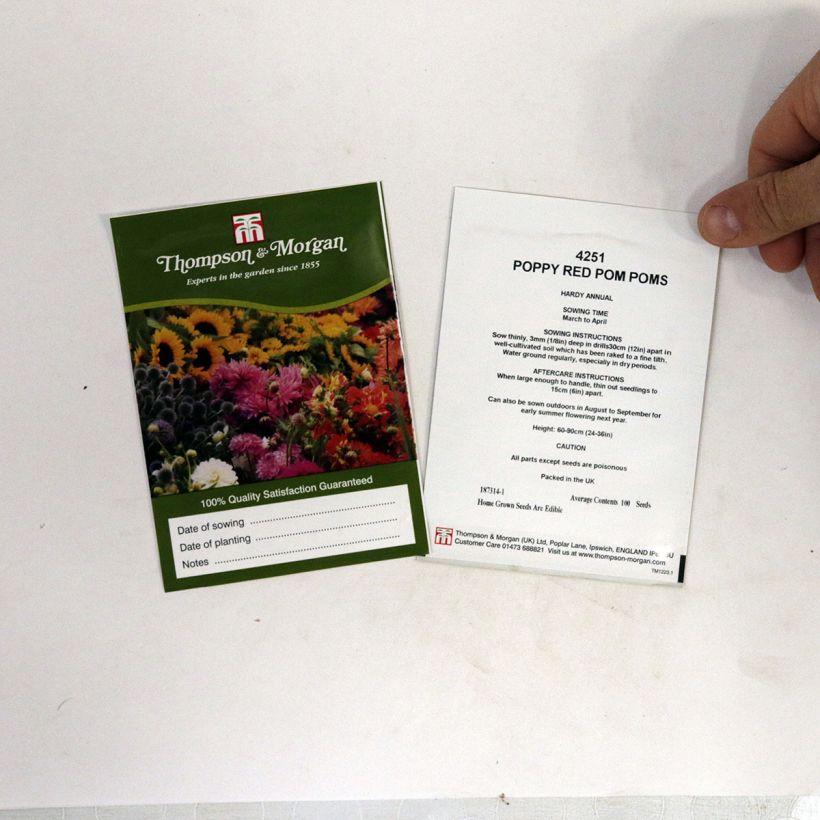 Beispiel eines Exemplars von Schlafmohn Red Pom Pom's (Samen) - Papaver die Tüte mit livré en sachet de 1 gr Samen wie geliefert