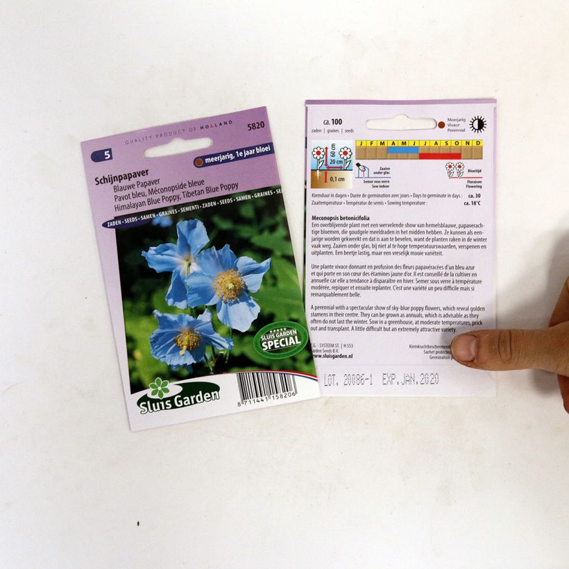 Beispiel eines Exemplars von Meconopsis betonicifolia (Samen) - Scheinmohn die Tüte mit 100 Samen wie geliefert