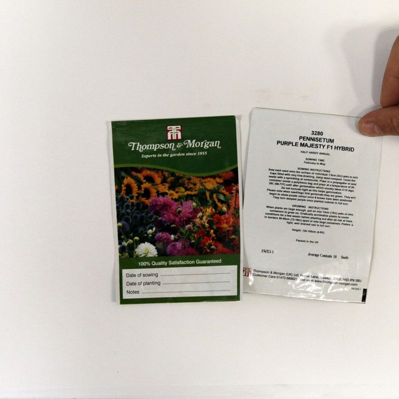 Beispiel eines Exemplars von Perlhirse Purple Majesty (Samen) - Pennisetum glaucum die Tüte mit 10 Samen wie geliefert