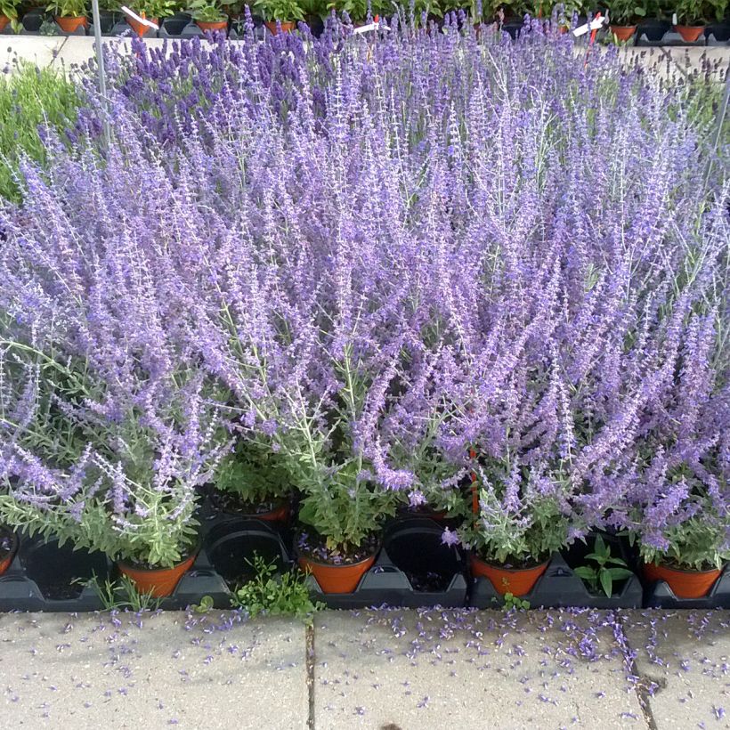 Blauraute Blue Steel (Samen) - Perovskia atriplicifolia (Hafen)