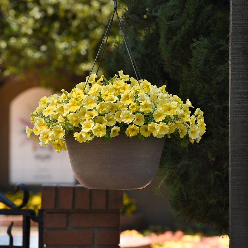Petchoa Caliburst Yellow (Samen) (Hafen)