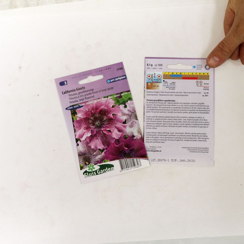 Beispiel eines Exemplars von Petunia grandiflora superbissima California Giants Mix (Samen) die Tüte mit 700 Samen (0,1g) wie geliefert