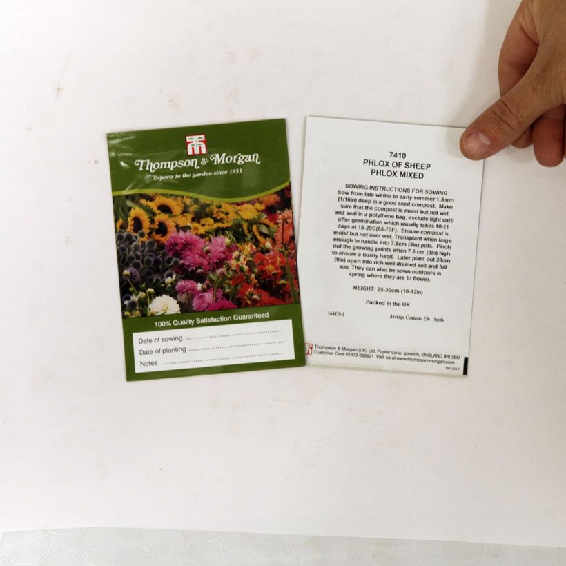 Beispiel eines Exemplars von Sommer-Phlox Phlox Of Sheep (Samen) - Phlox die Tüte mit 500 Samen (1g) wie geliefert