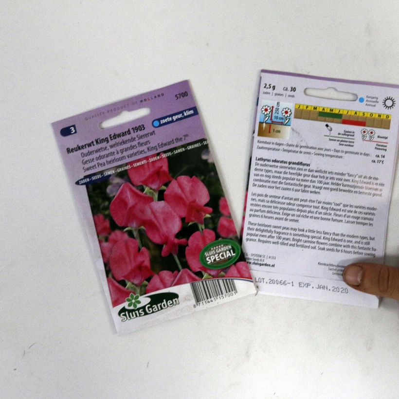 Beispiel eines Exemplars von Duftwicke King Edward VII (Samen) - Lathyrus odoratus die Tüte mit 30 Samen wie geliefert