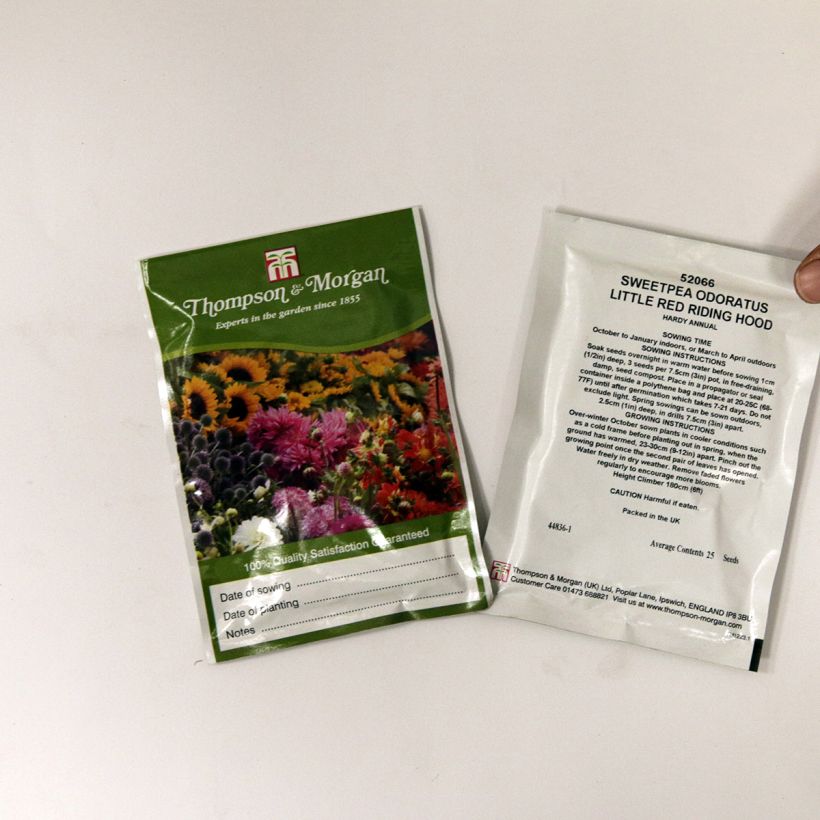 Beispiel eines Exemplars von Duftwicke Little Red Riding Hood (Samen) - Lathyrus odoratus die Tüte mit 25 Samen wie geliefert