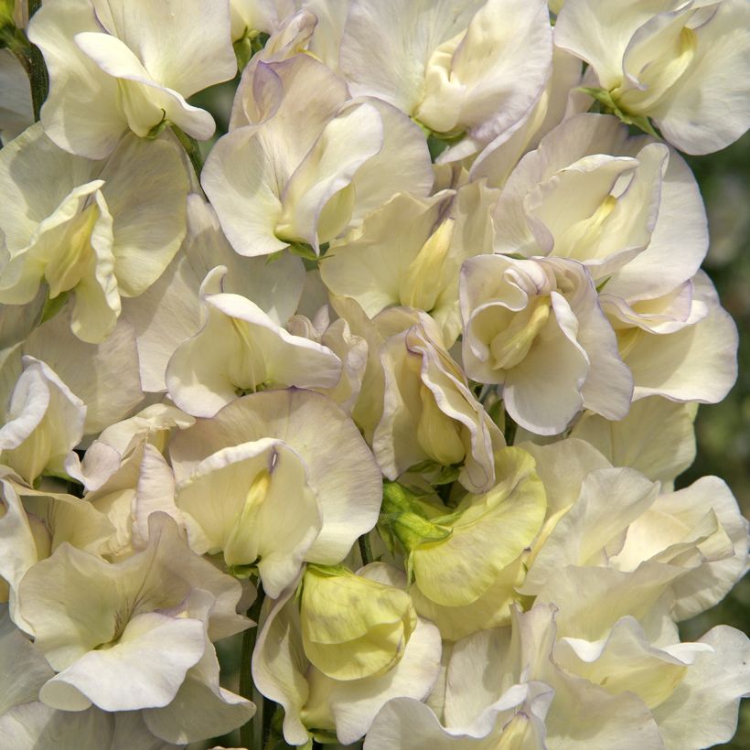 Duftwicke Spencer Old Times (Samen) - Lathyrus odoratus (Blüte)