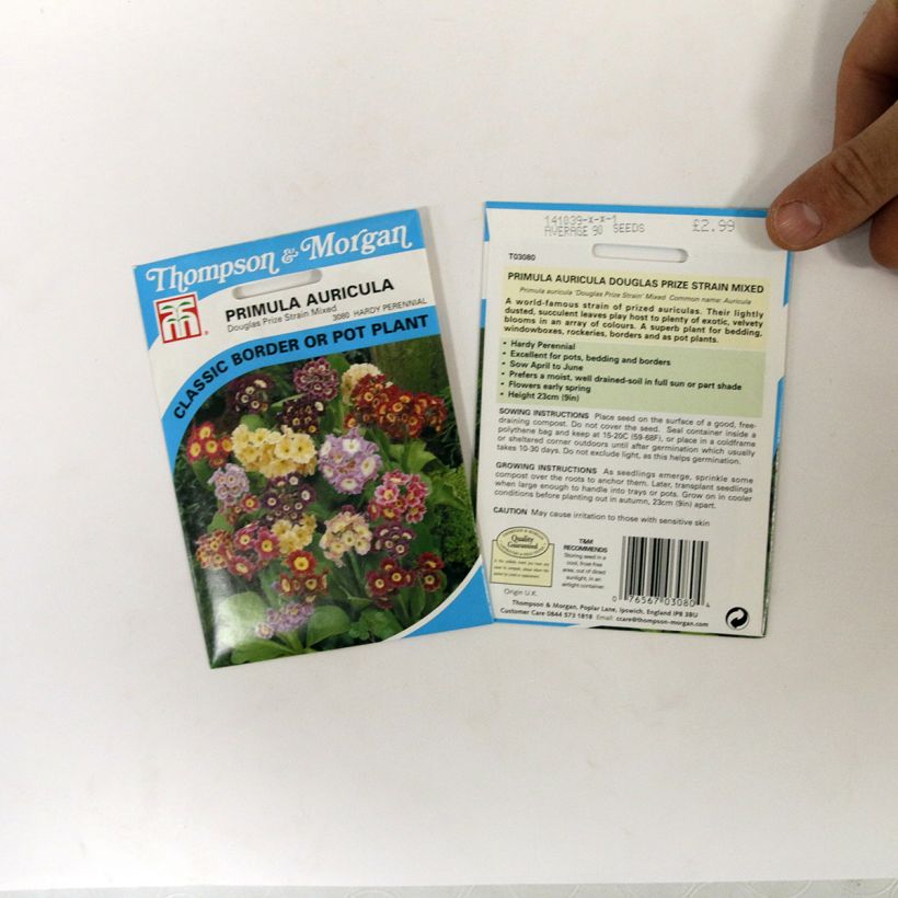 Beispiel eines Exemplars von Primula auricula Douglas Prize Mix (Samen) - Primel die Tüte mit 250 Samen (0,1g) wie geliefert
