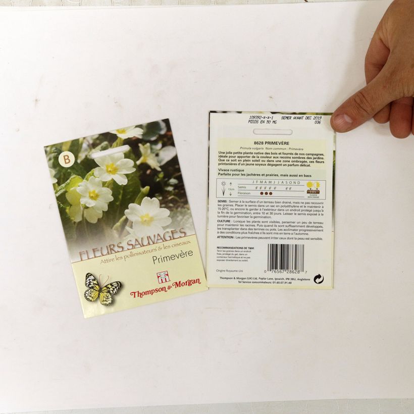 Beispiel eines Exemplars von Gelbe Stängellose Schlüsselblume (Samen) - Primula vulgaris die Tüte mit 50 Samen wie geliefert