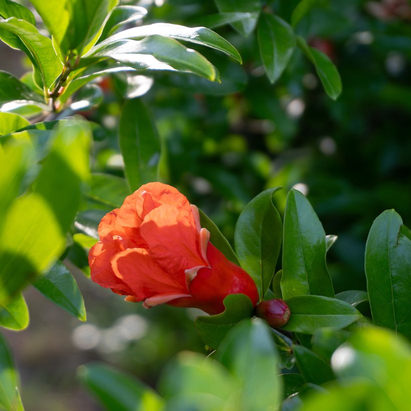 Granatapfelbaum (Samen) - Punica granatum (Blüte)