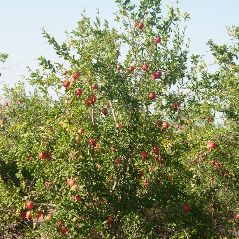 Granatapfelbaum (Samen) - Punica granatum (Hafen)