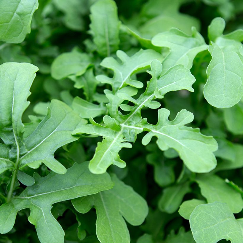 Salat-Rauke Esmée BIO - Eruca sativa (Laub)