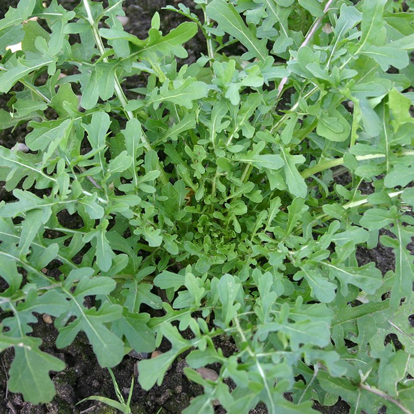 Salat-Rauke Esmée BIO - Eruca sativa (Wuchs)