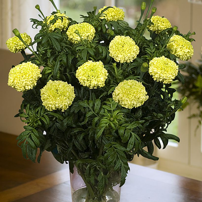 Aufrechte Studentenblume Nosento Limegreen F1 (Samen) - Tagetes (Blüte)
