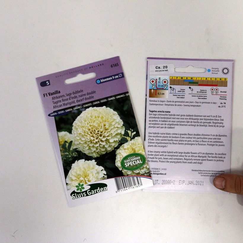 Beispiel eines Exemplars von Aufrechte Studentenblume Vanilla (Samen) - Tagetes die Tüte mit 15 Samen wie geliefert