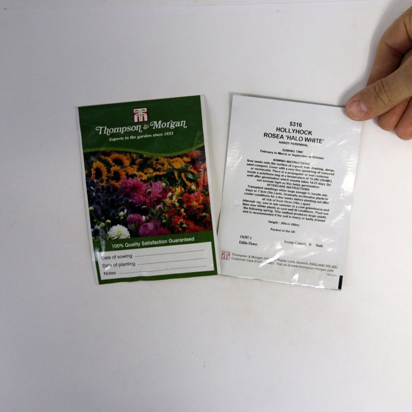 Beispiel eines Exemplars von Alcea rosea Halo White (Samen) - Gewöhnliche Stockrose die Tüte mit 25 Samen wie geliefert