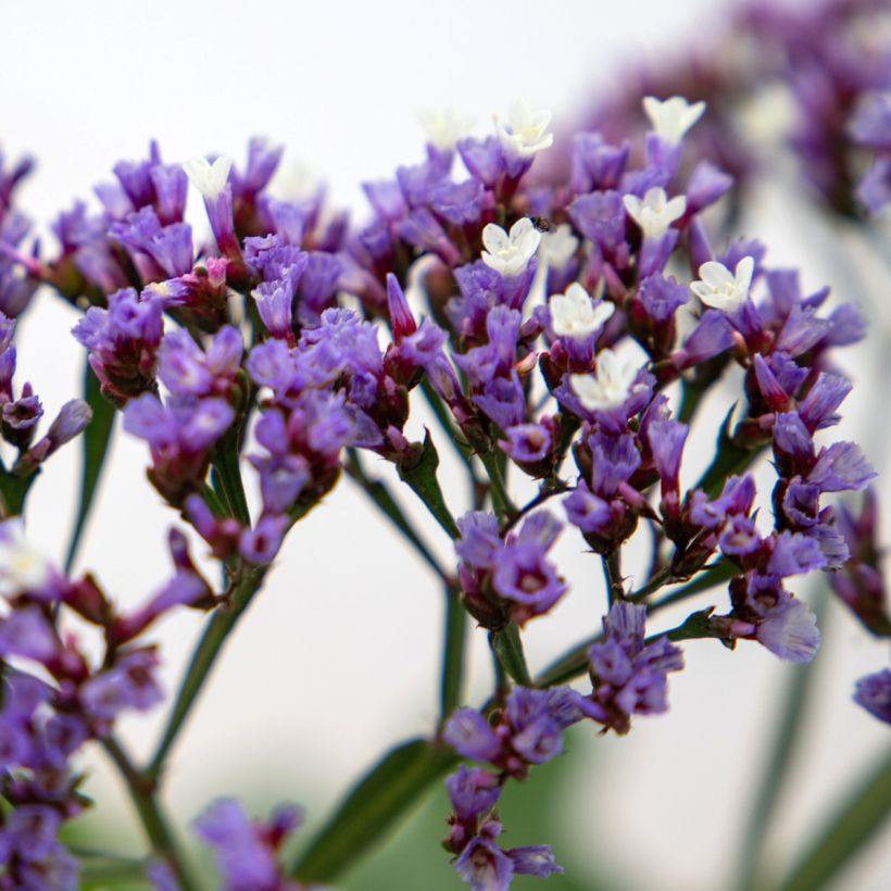 Limonium perezzi (Samen) - Perez' Strandflieder (Blüte)