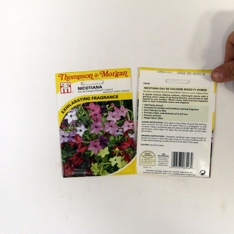 Beispiel eines Exemplars von Niederer Ziertabak Eau De Cologne (Samen) - Nicotiana die Tüte mit 40 Samen wie geliefert