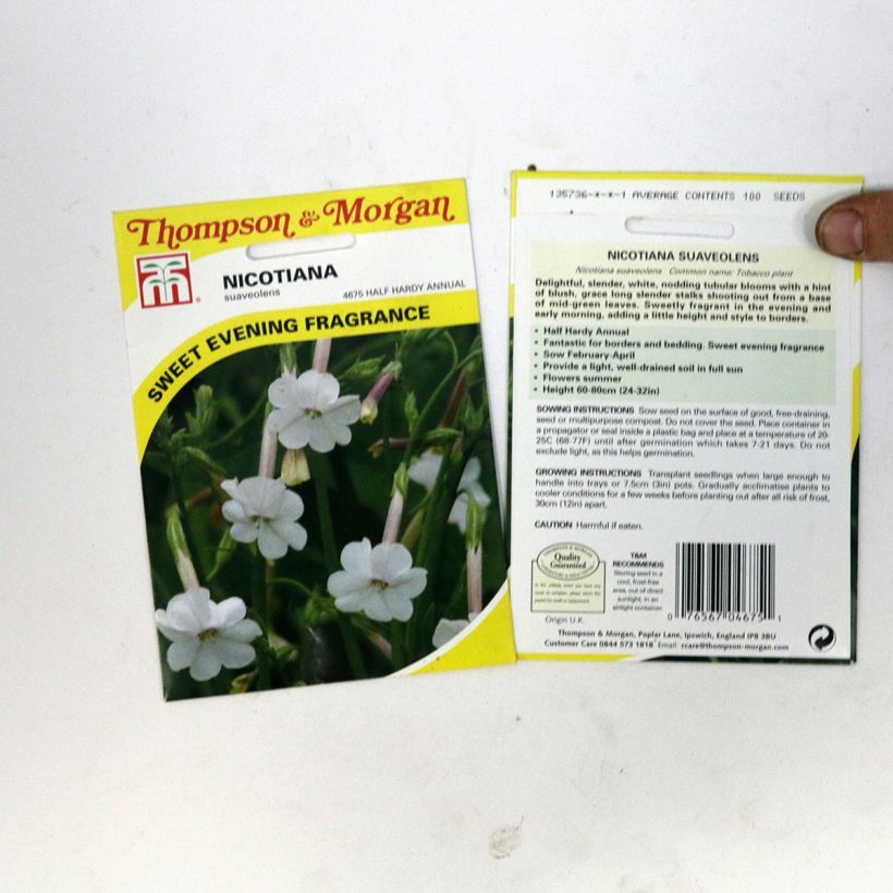 Beispiel eines Exemplars von Ziertabak (Samen) - Nicotiana suaveolens die Tüte mit 100 Samen wie geliefert