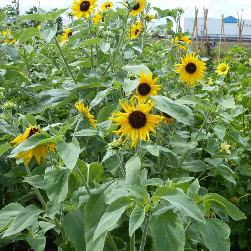 Sonnenblume Gold and Silver (Samen)- Helianthus argophyllus (Hafen)
