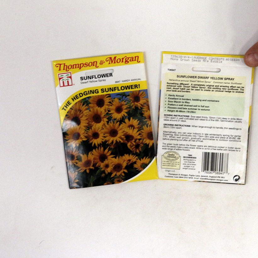 Beispiel eines Exemplars von Gemeine Sonnenblume Dwarf Yellow Spray - Helianthus die Tüte mit 40 Samen wie geliefert