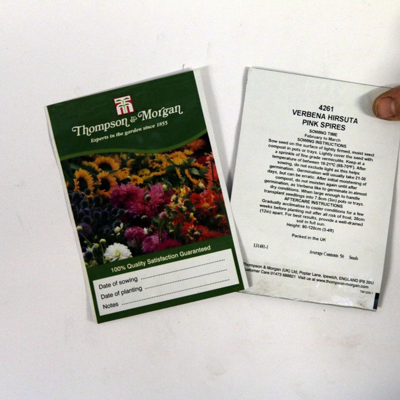 Beispiel eines Exemplars von Verbena hastata Pink Spires (Samen) - Lanzen-Eisenkraut die Tüte mit 50 Samen wie geliefert